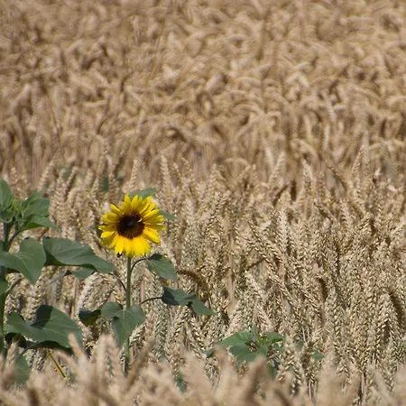 D'hôtes Au Petit Bonheur 3*
